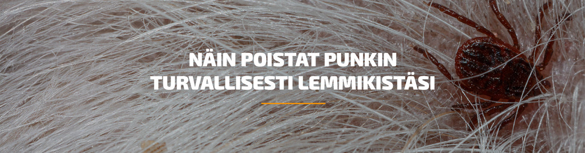 Näin poistat punkin turvallisesti lemmikistäsi