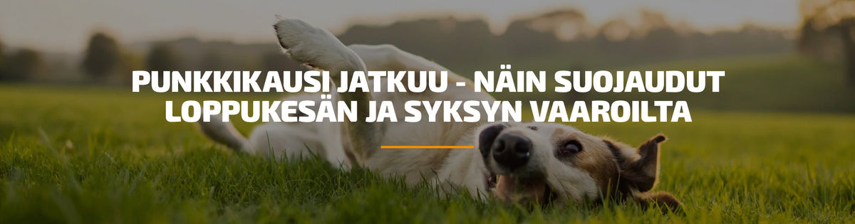 Punkkikausi jatkuu - näin suojaudut loppukesän ja syksyn vaaroilta