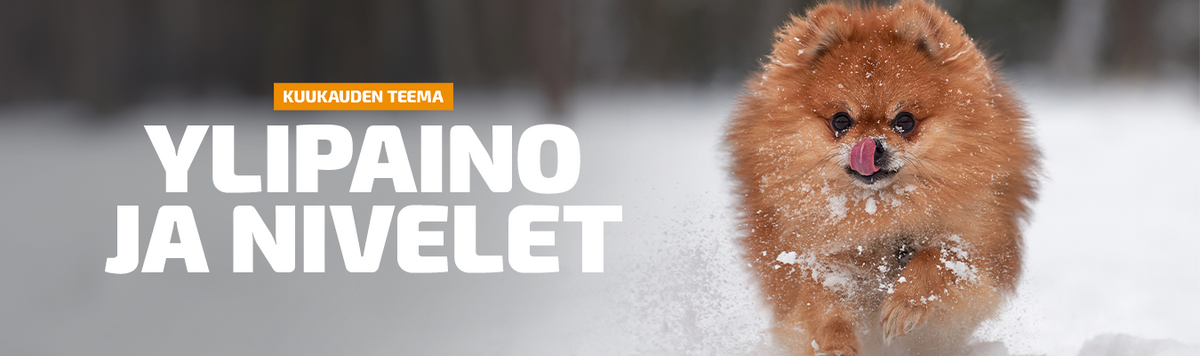 Teema - Ylipaino ja nivelet