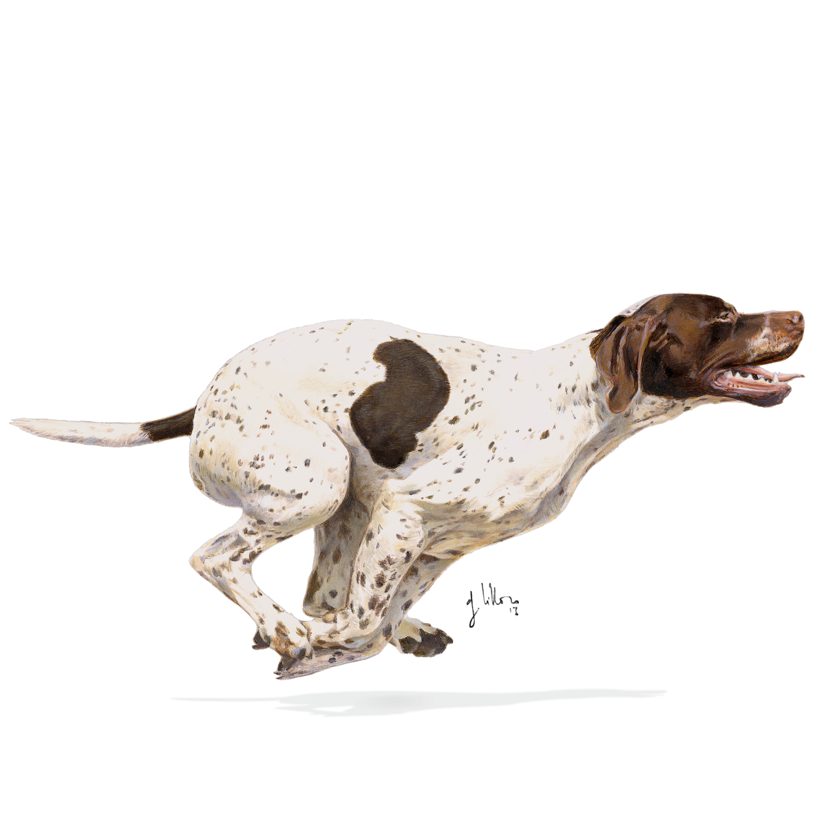 Royal Canin Sporting Life Energy 4800 koiralle 13 kg
