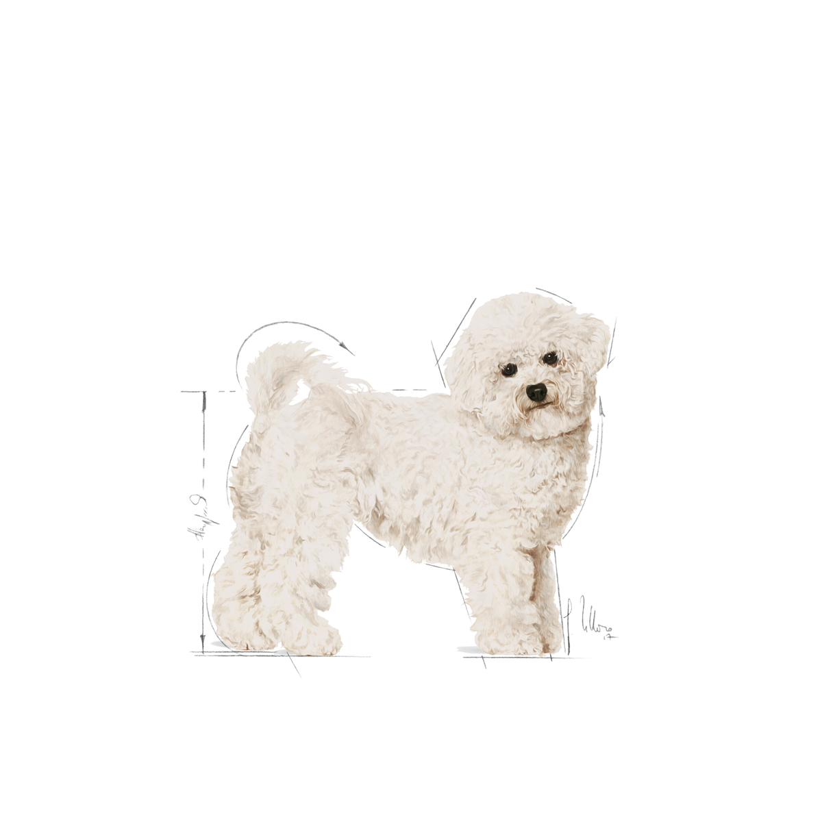 Royal Canin Bichon Frise Adult koiralle 1,5 kg