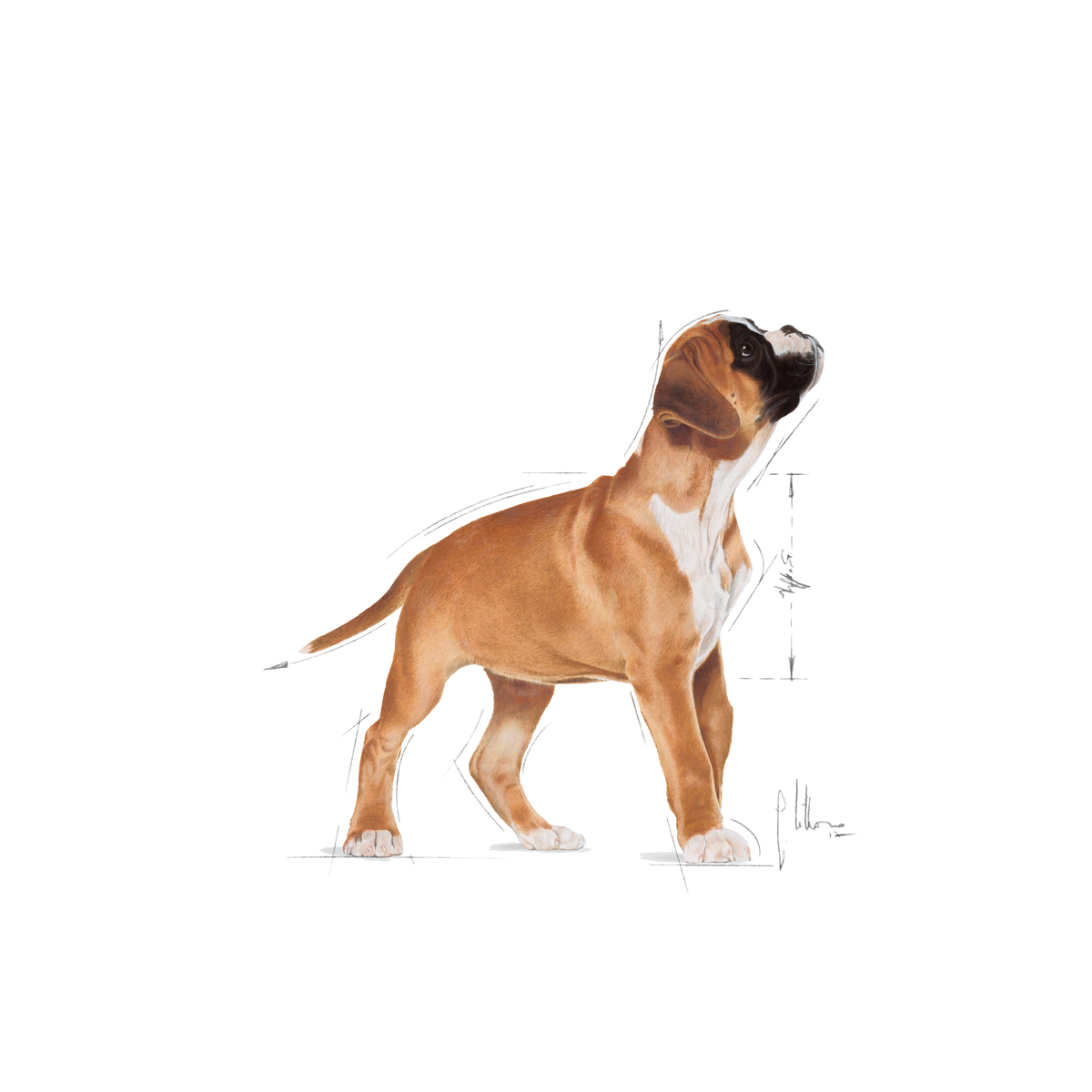 Royal Canin Boxer Puppy koiralle 12 kg
