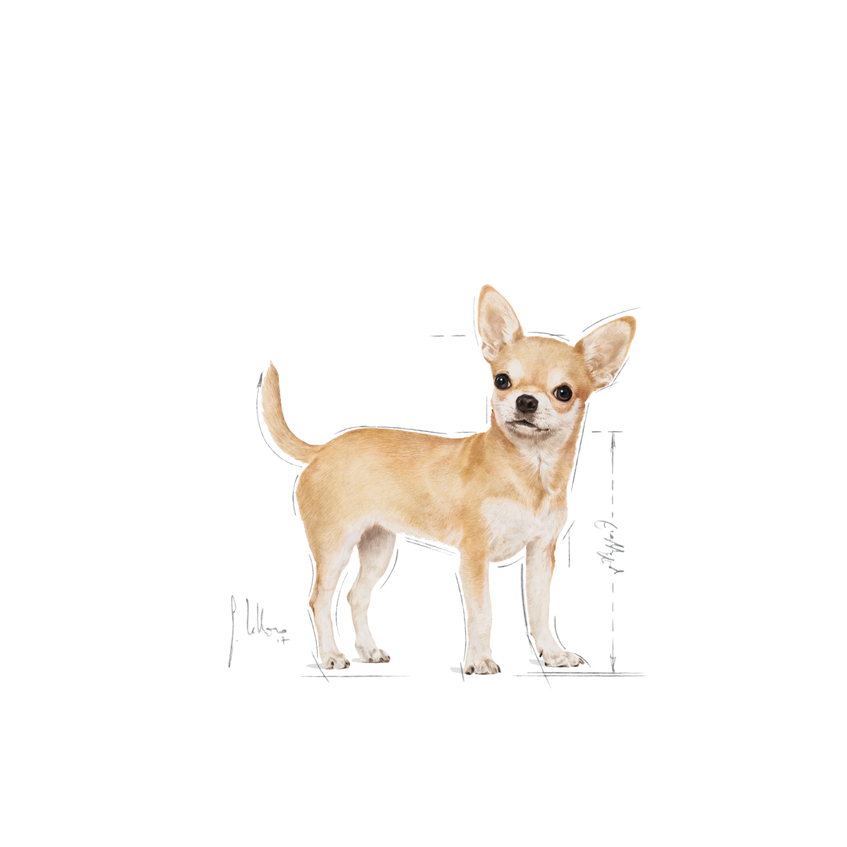 Royal Canin Chihuahua Adult koiralle 12 x 85 g