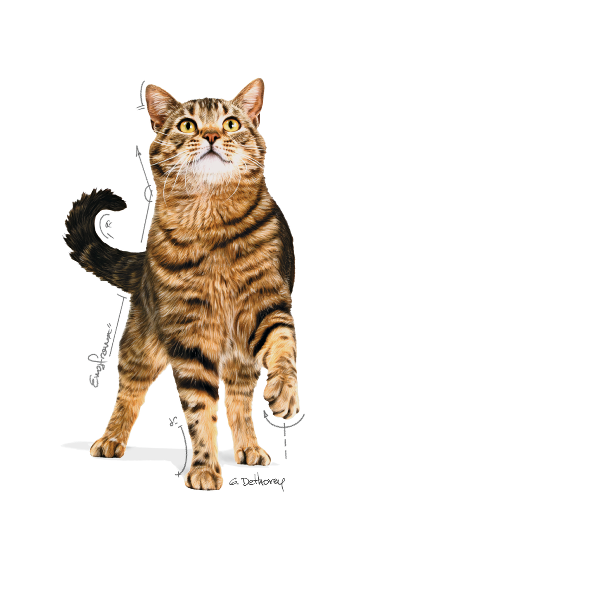 Royal Canin Appetite Control Care in Gravy kissalle 12 x 85 g