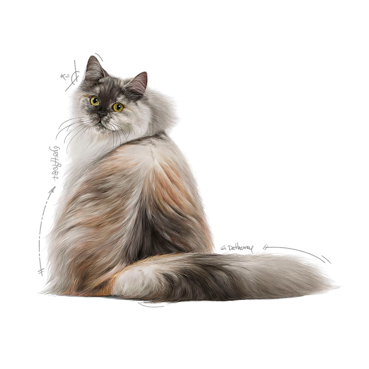 Royal Canin Hair & Skin Care kissalle