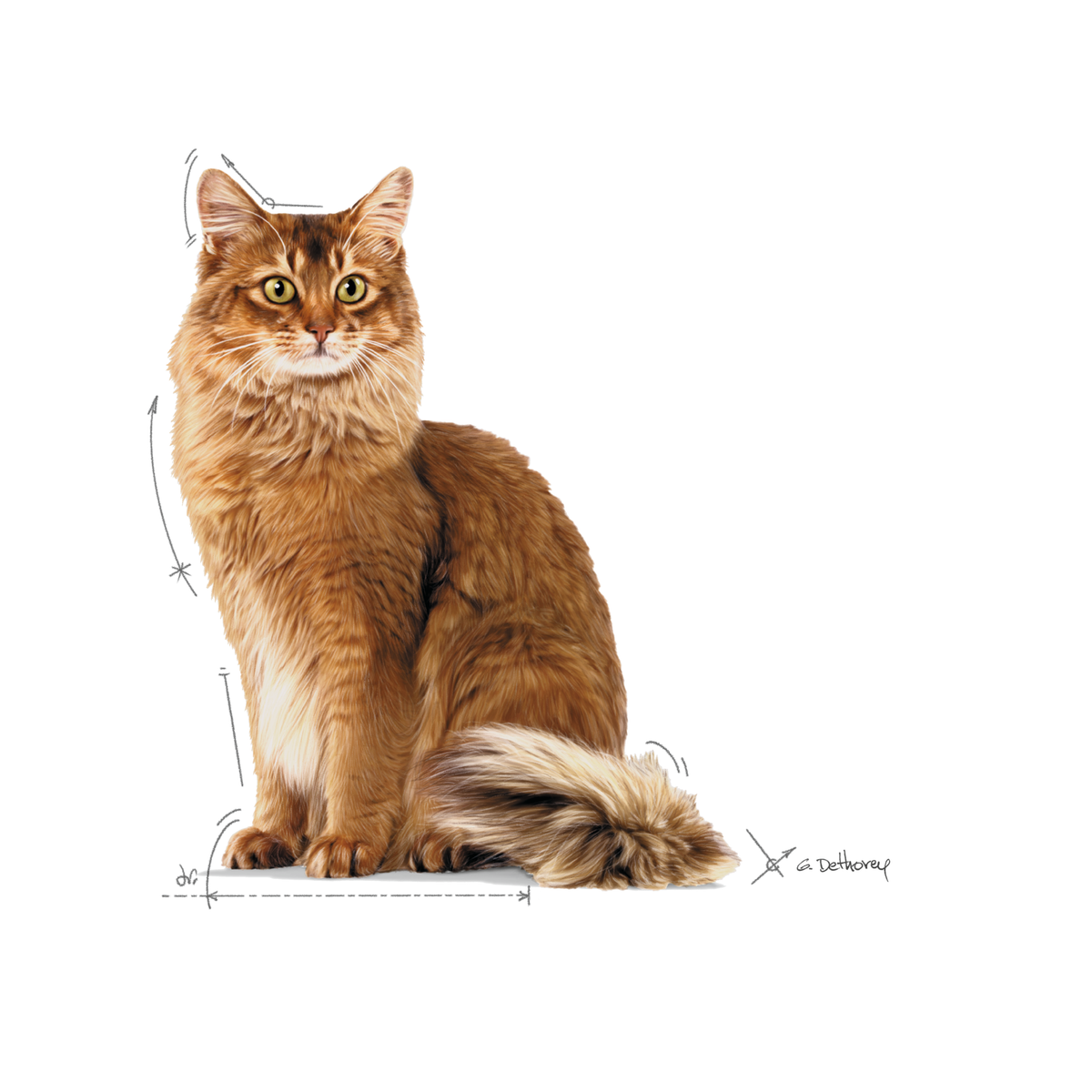 Royal Canin Light Weight Care in Jelly kissalle 12 x 85 g