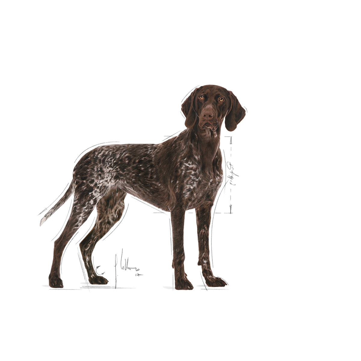 Royal Canin Digestive Care Maxi koiralle 12 kg