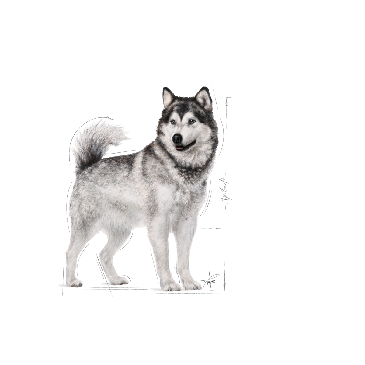 Royal Canin Joint Care Maxi koiralle 10 kg