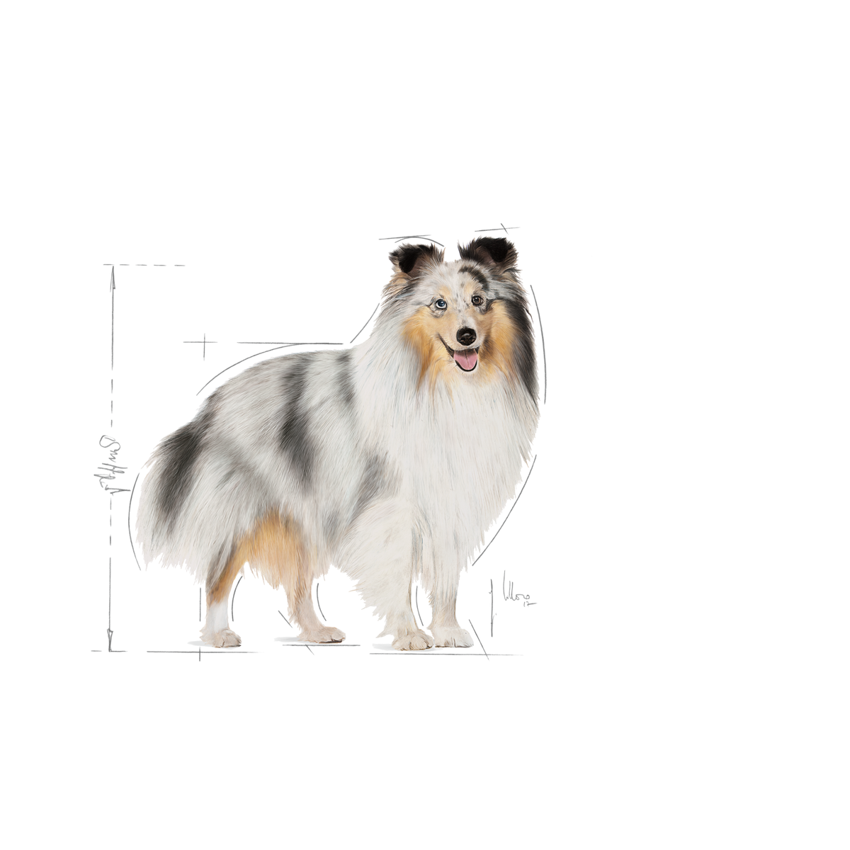 Royal Canin Coat Care Mini koiralle 3 kg