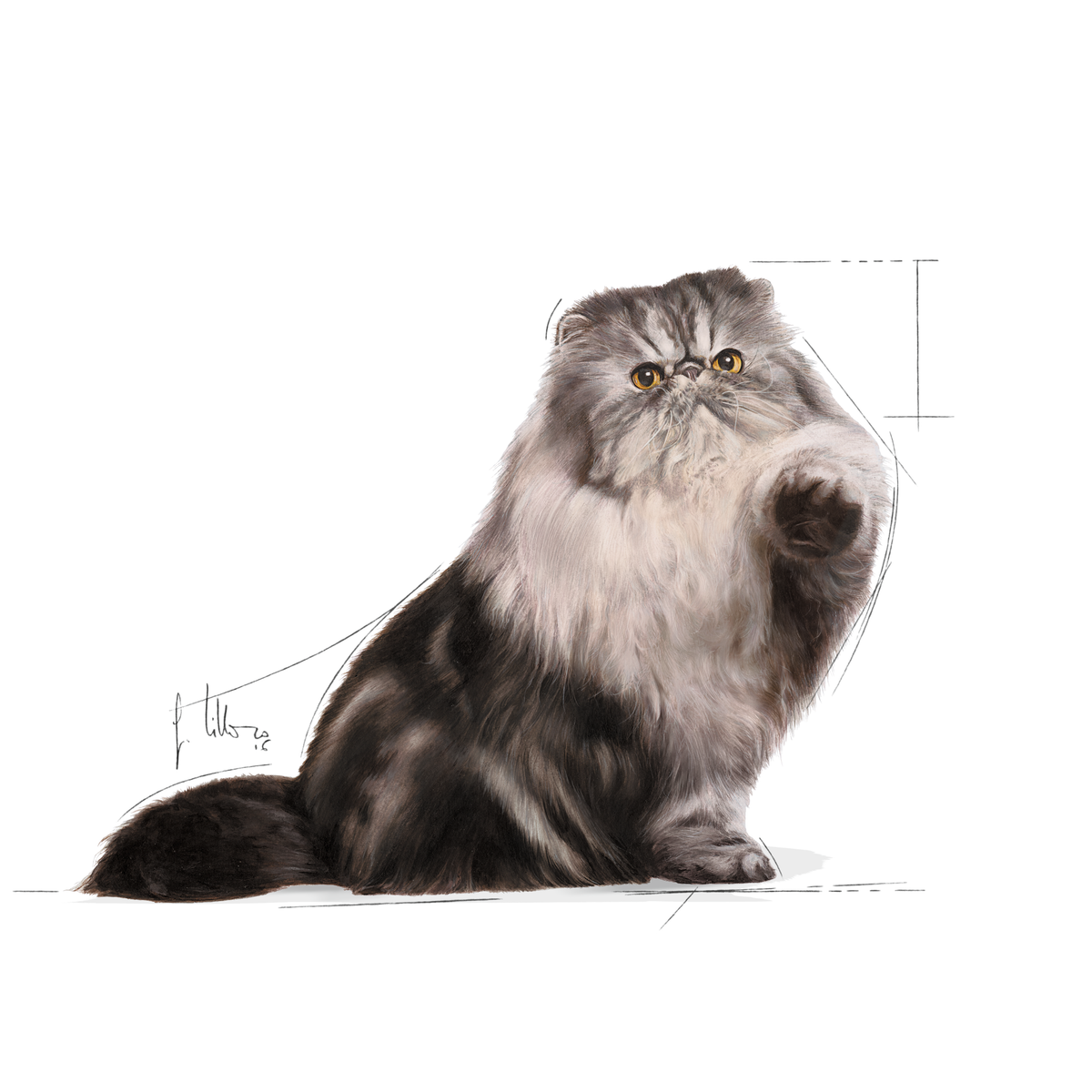 Royal Canin Persian Adult kissalle 12 x 85 g