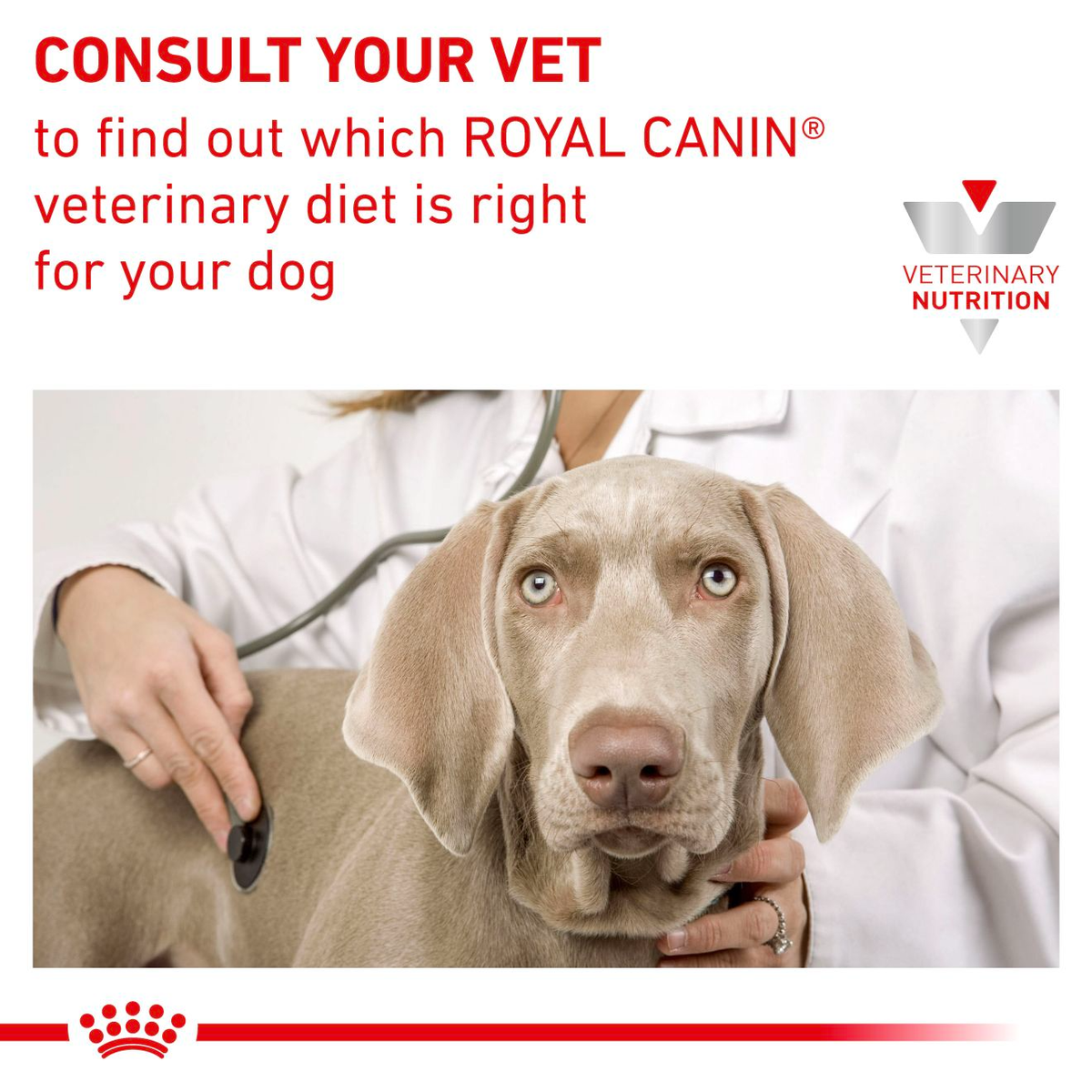 Royal Canin Veterinary Diets Derma Anallergenic Small Dogs koiran kuivaruoka