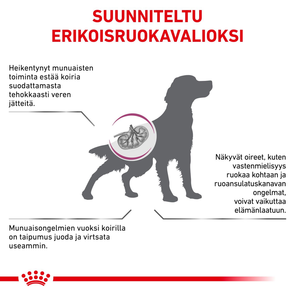 Royal Canin Veterinary Diets Renal Special koiran kuivaruoka 10 kg