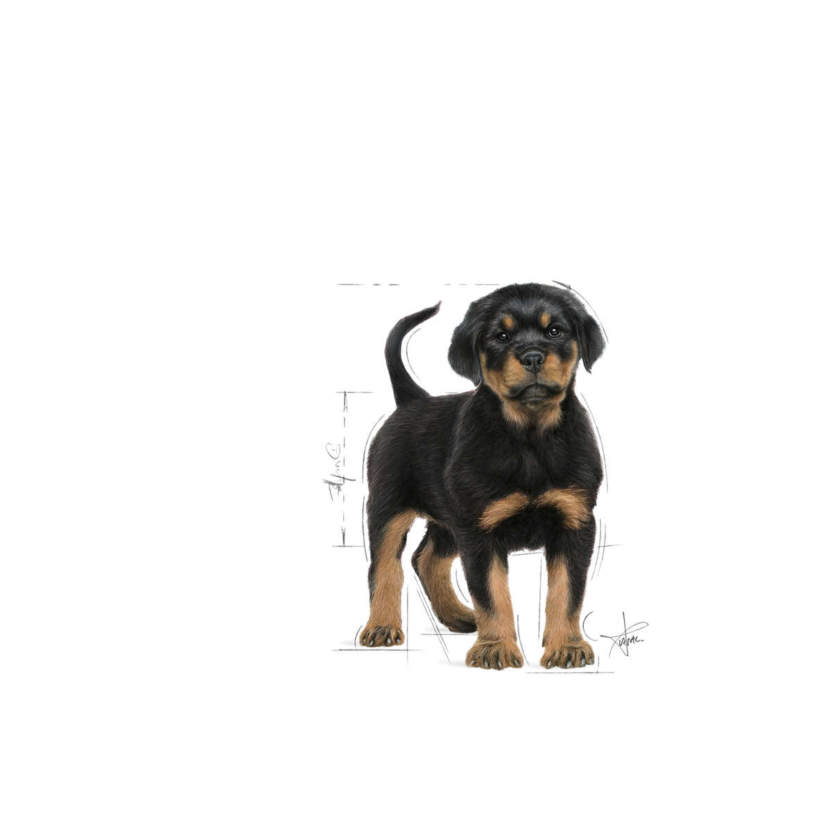Royal Canin Rottweiler Puppy Dry 12 kg