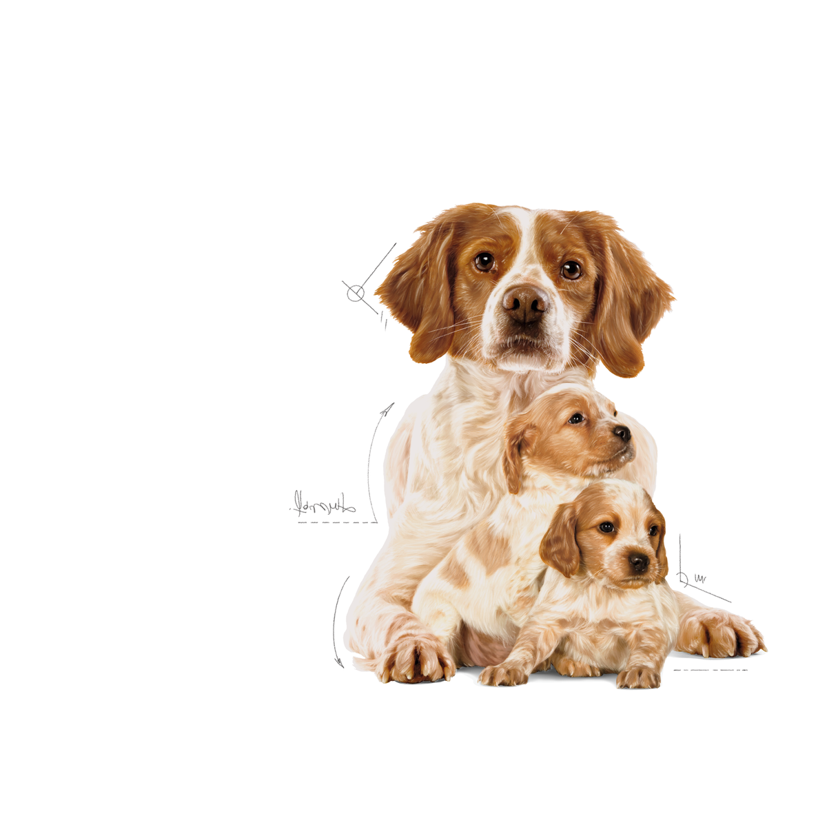 Royal Canin Medium Starter koiralle