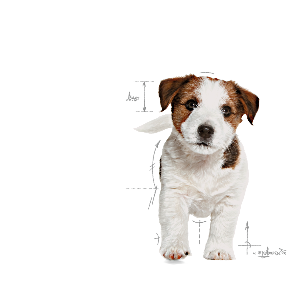Royal Canin Mini Puppy koiralle