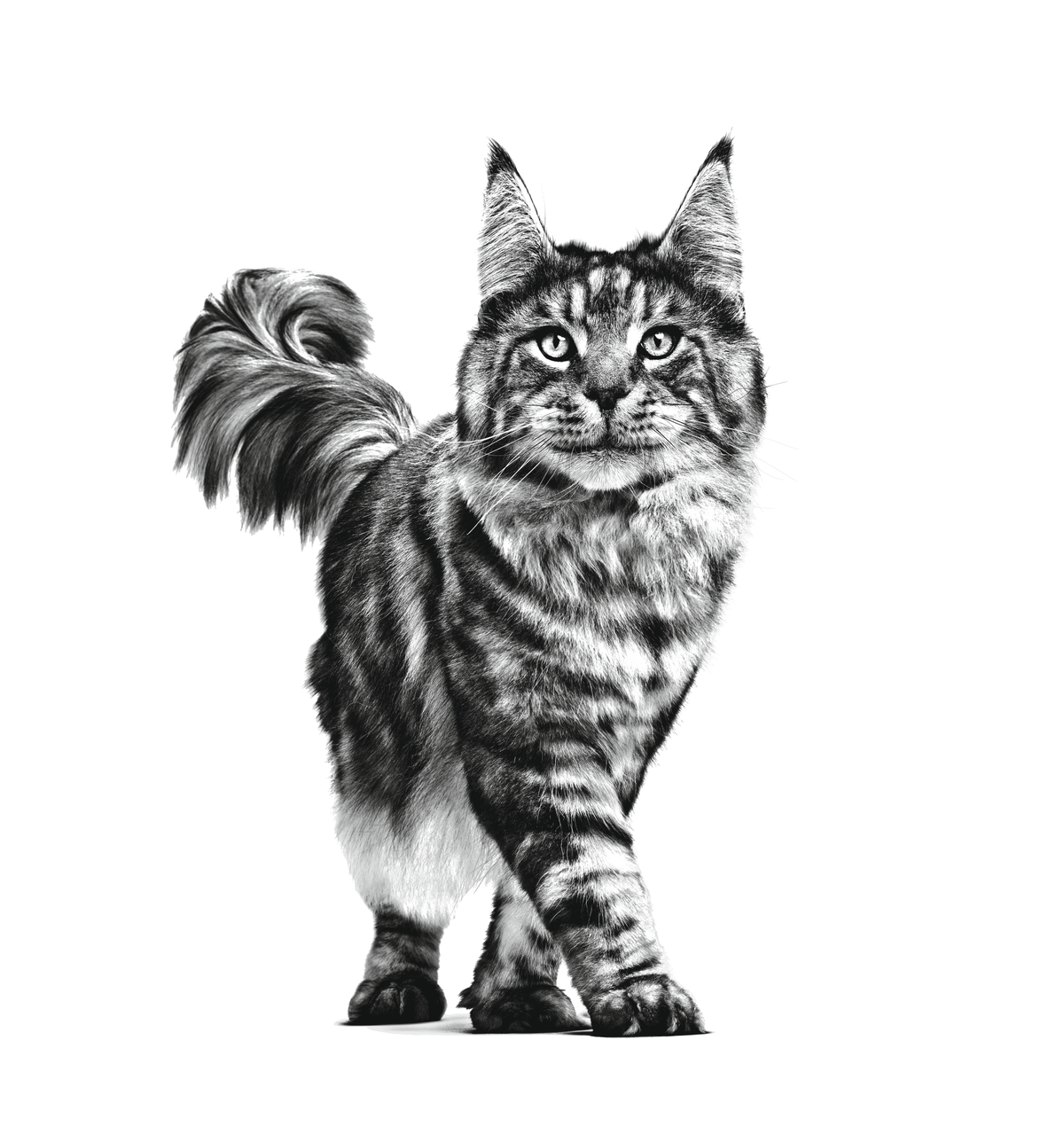 Royal Canin Veterinary Diets Renal kissan kuivaruoka