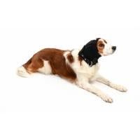 Buster Ear Cover korvasuoja koiralle