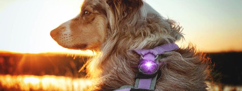 Orbiloc Dog Dual turvavalo