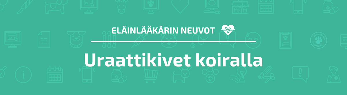 Eläinlääkärin neuvot: Uraattikivet koiralla