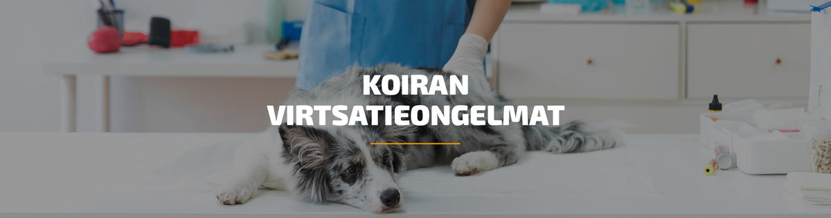 koiran-virtsatieongelmat