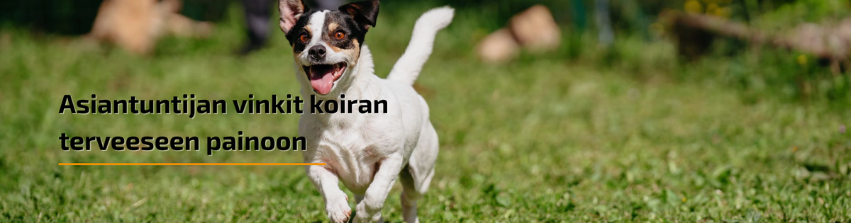 Kuinka auttaa ylipainoista koiraasi laihtumaan: asiantuntijoiden vinkit ja neuvot