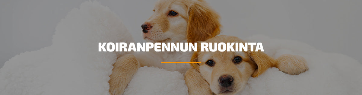 Koiranpennun ruokinta - Viikko-ohjelma ja annostaulukko helpottamaan arkea