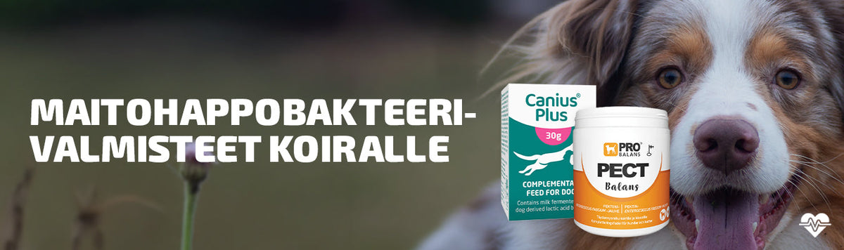 Maitohappobakteerivalmisteet koiralle