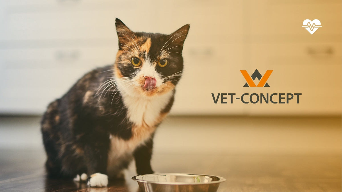 Vet Concept