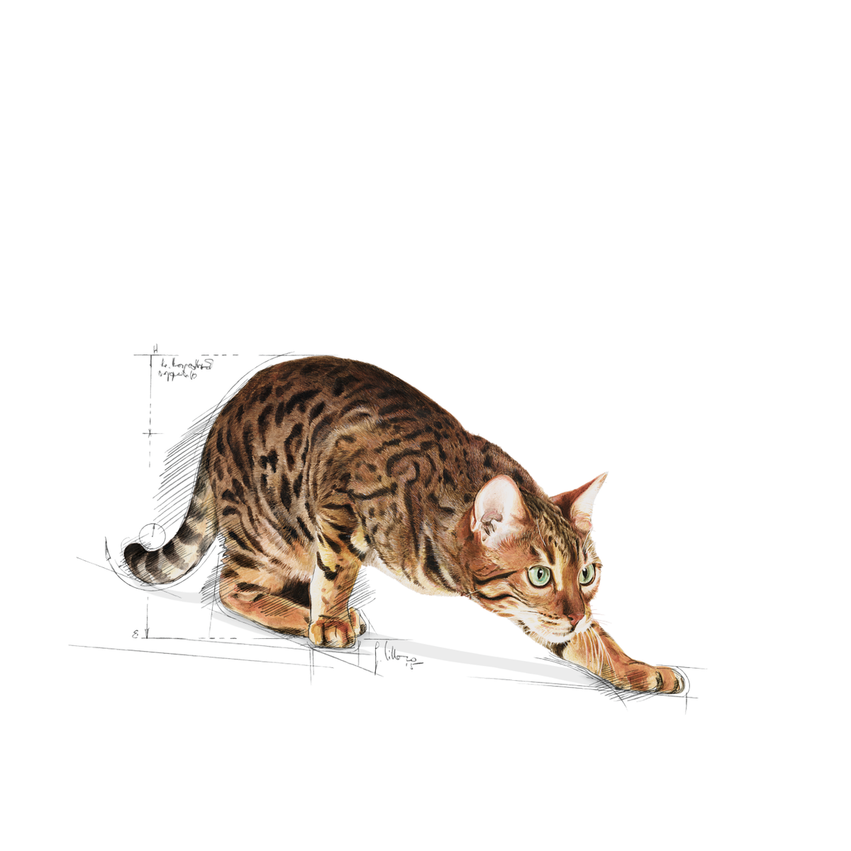Royal Canin Outdoor kissalle
