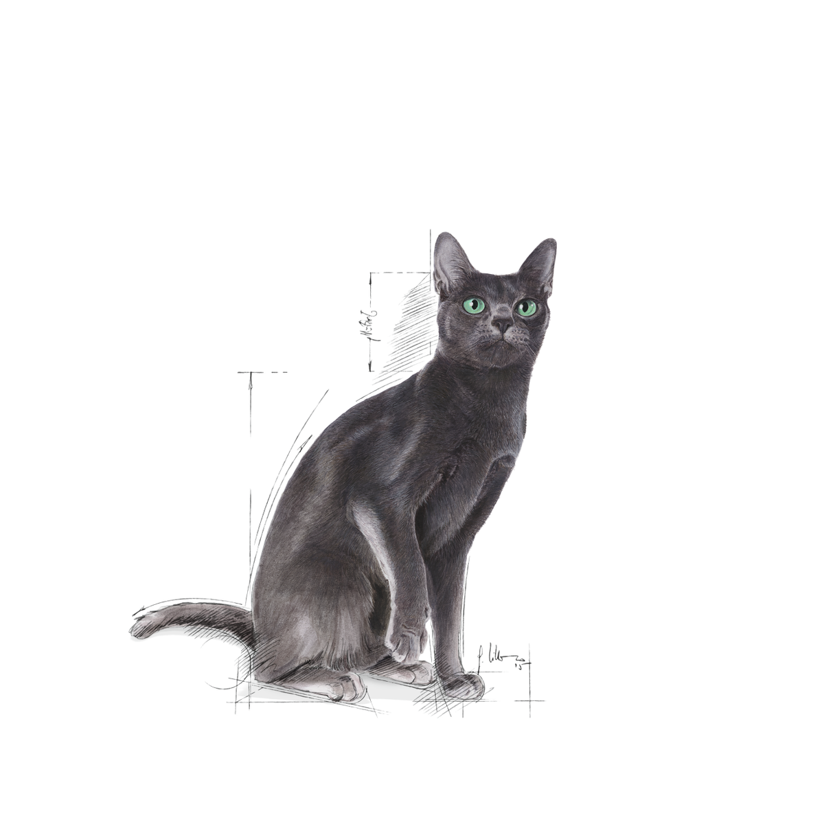Royal Canin Sterilised kissalle