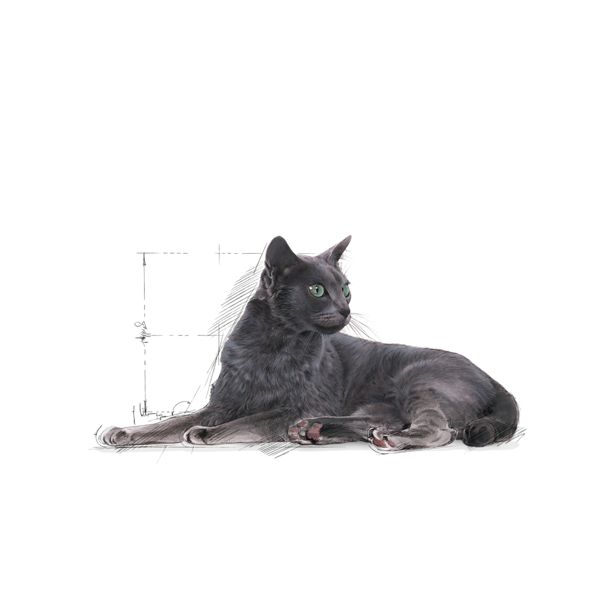 Royal Canin Sterilised 7+ kissalle