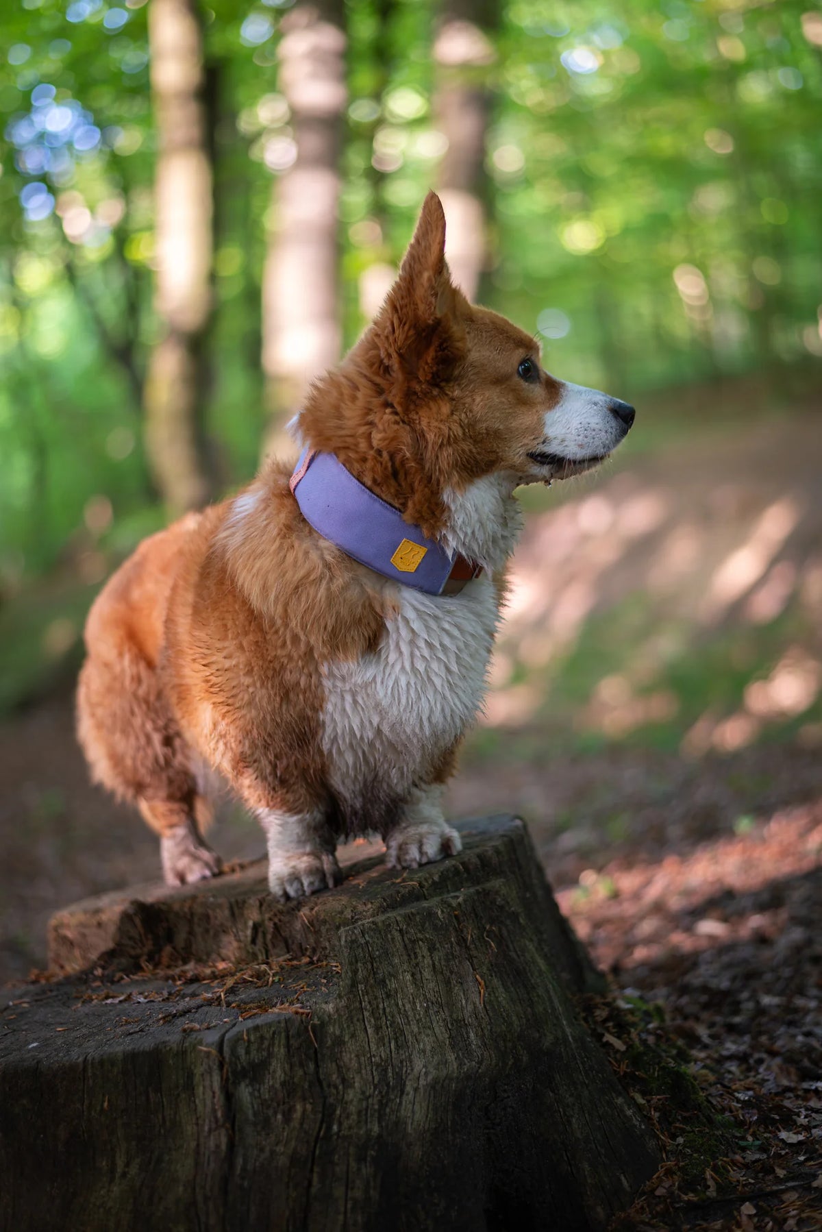 Woolly Wolf Alpha 360 koiran panta