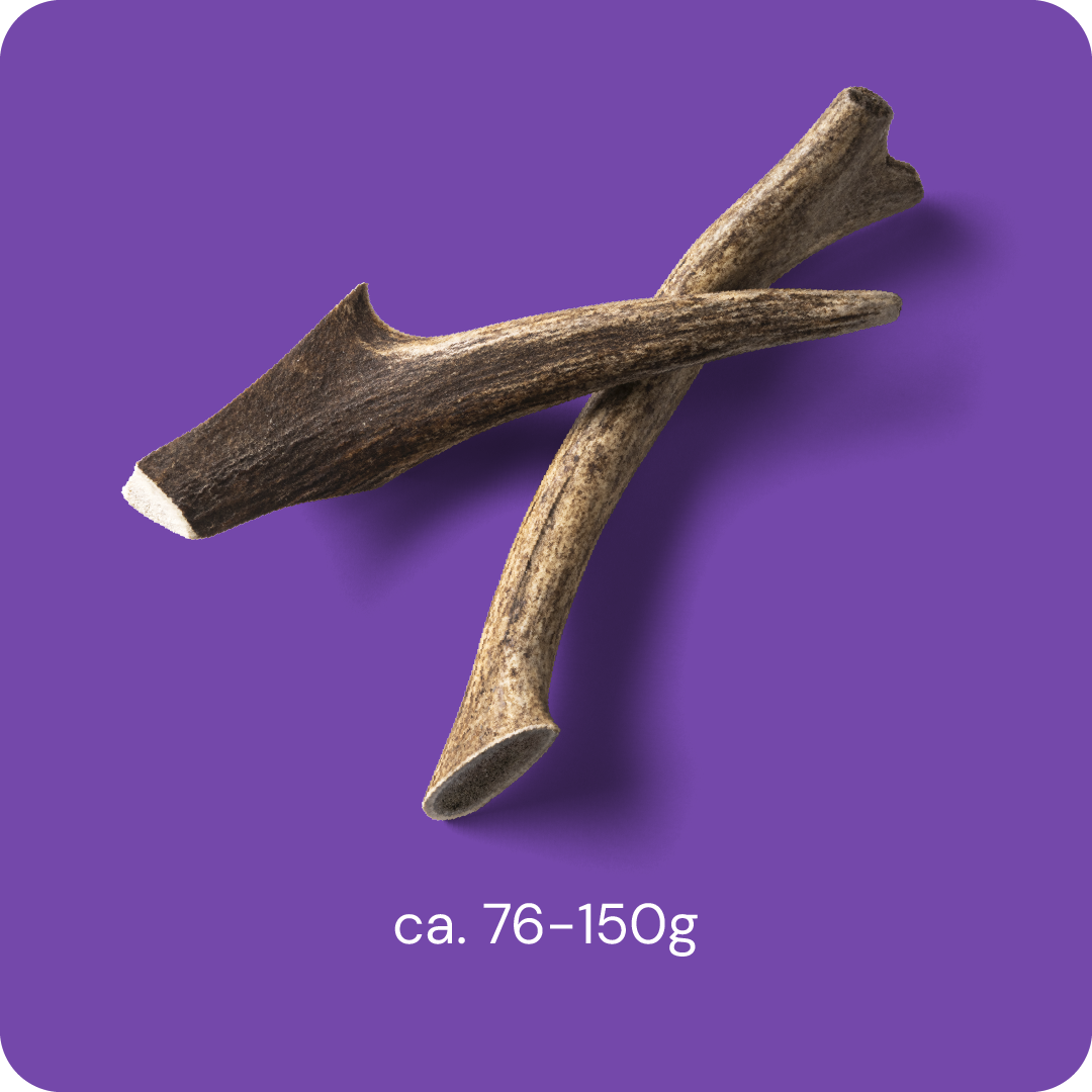 Nutriment Antler M - Peuran sarvi 1 kpl