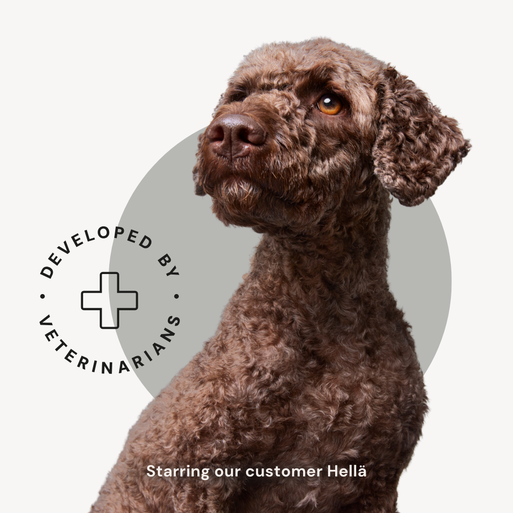 Alvar Pet Derma/Insect koiran kuivaruoka