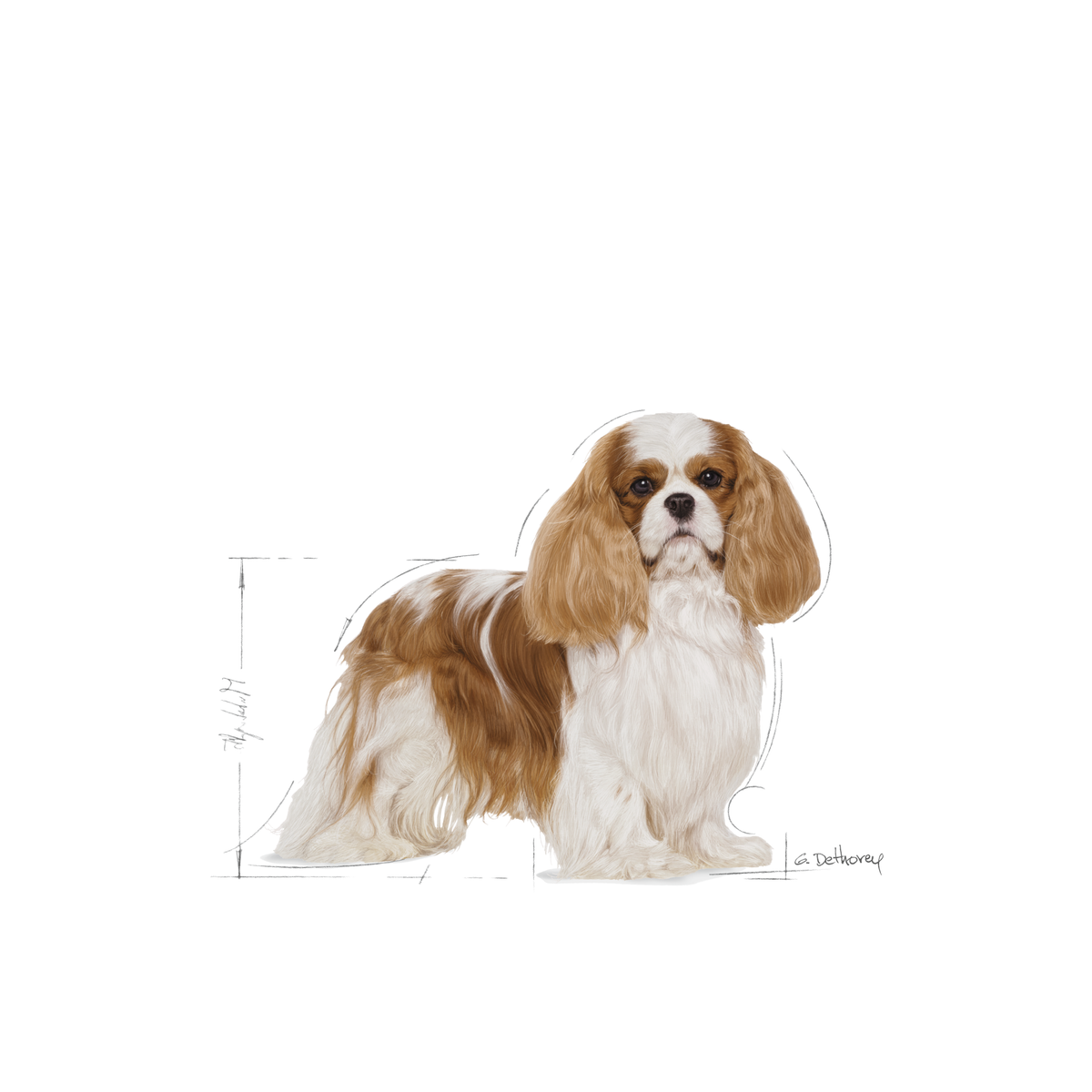 Royal Canin Cavalier King Charles Adult koiralle