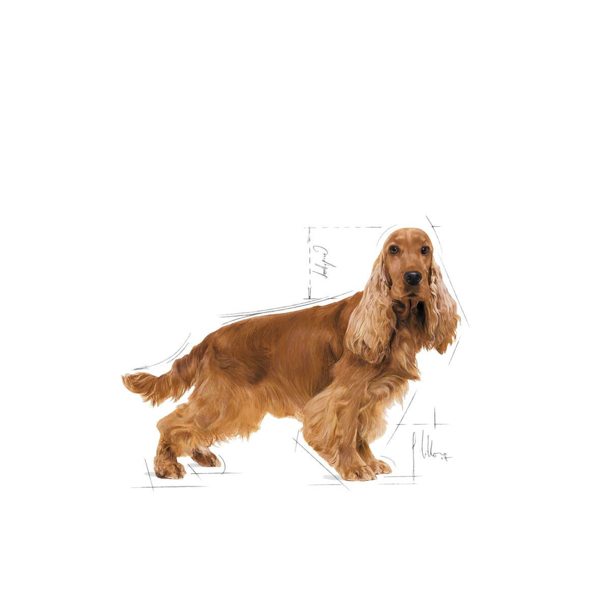 Royal Canin Cocker Adult koiralle