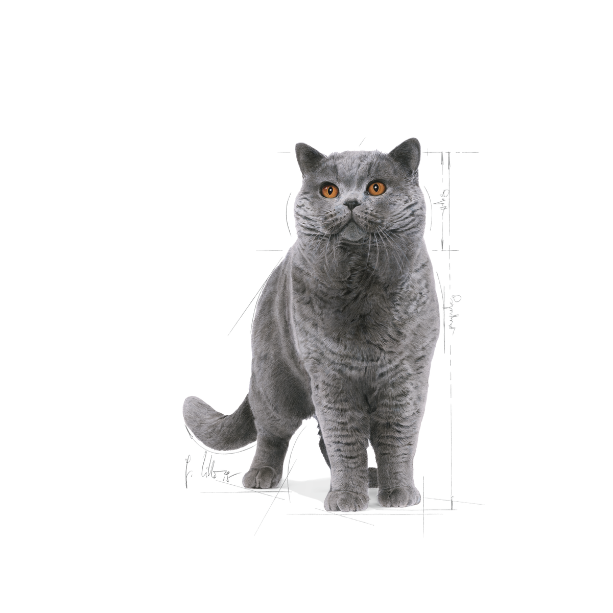 Royal Canin British Shorthair Adult kissalle
