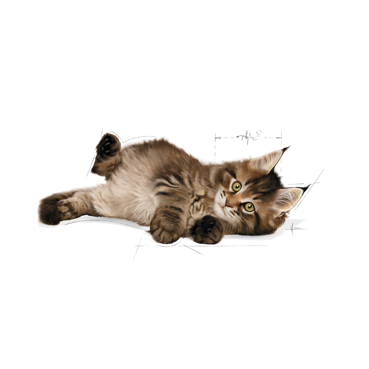 Royal Canin Maine Coon Kitten kissalle