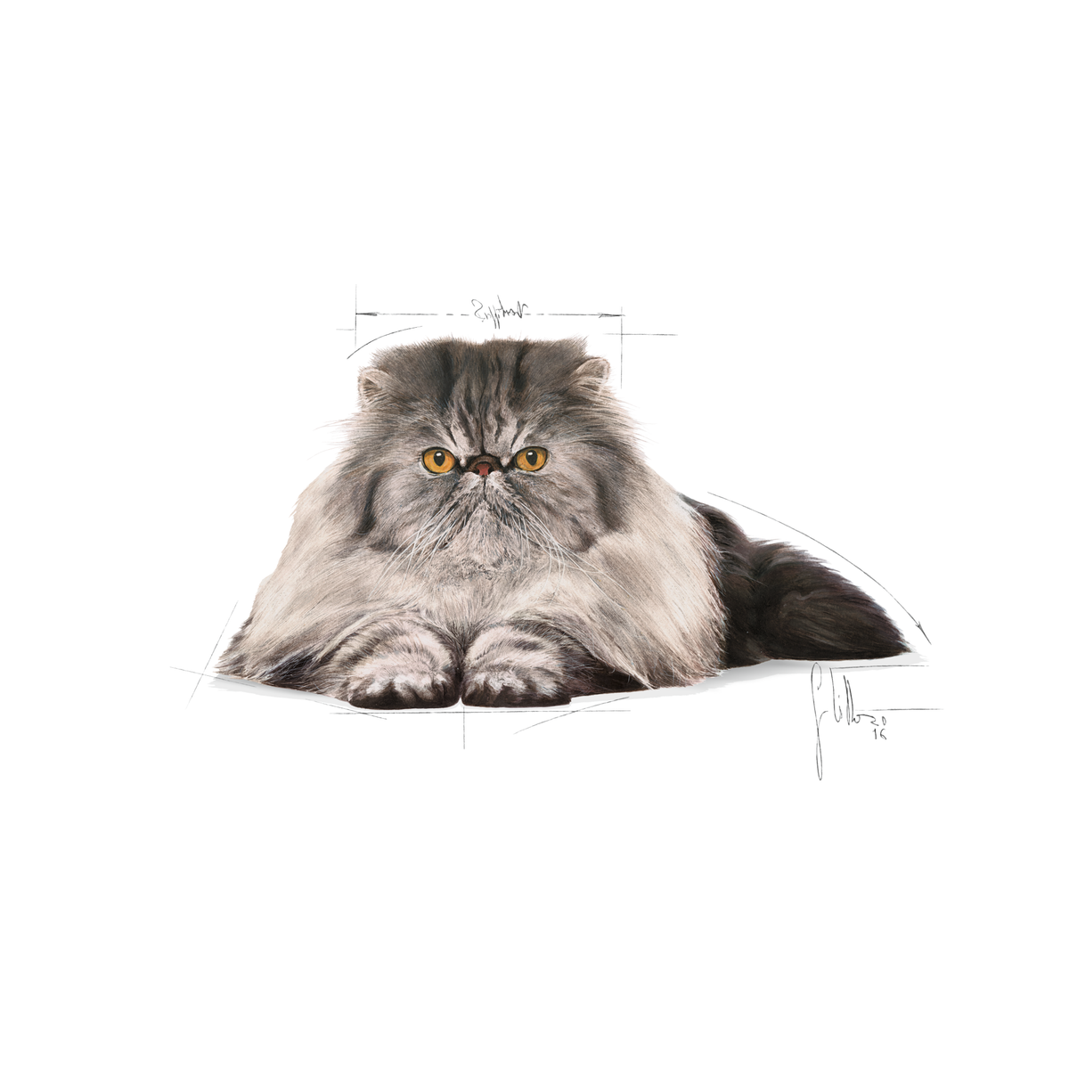 Royal Canin Persian Adult kissalle
