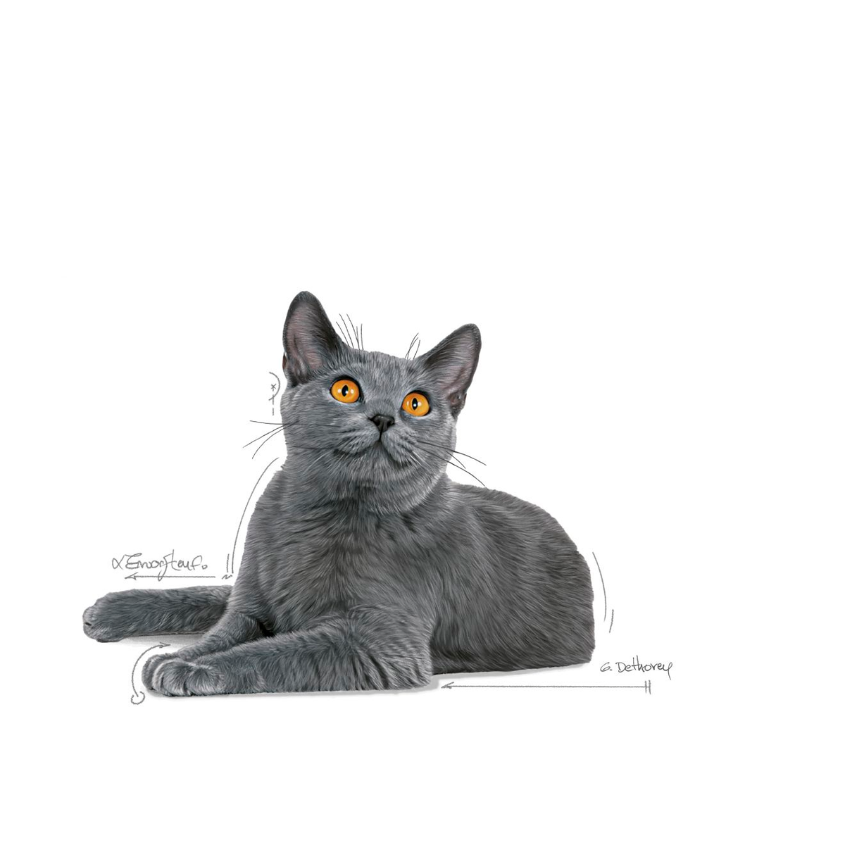 Royal Canin Dental Care kissalle