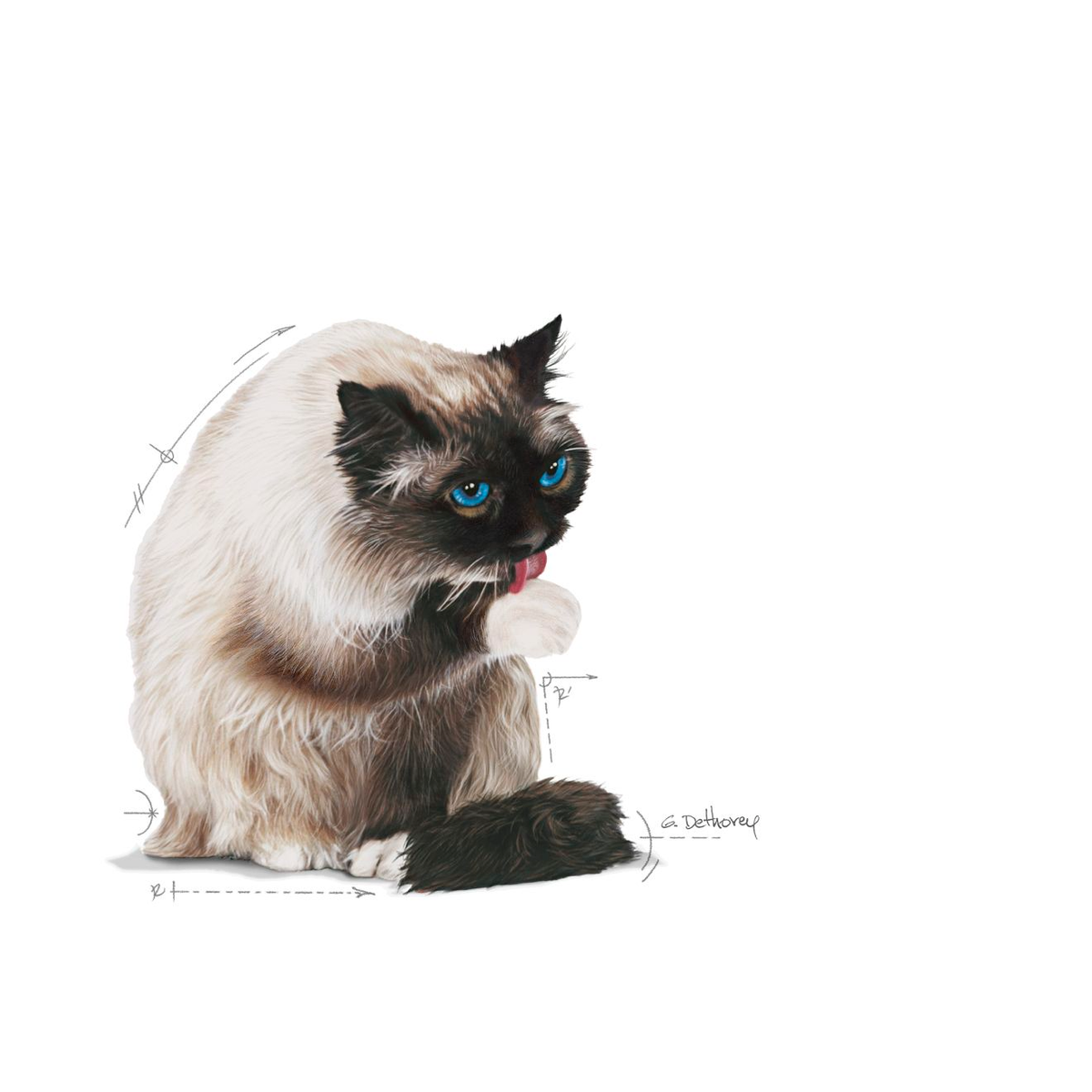 Royal Canin Hairball Care kissalle