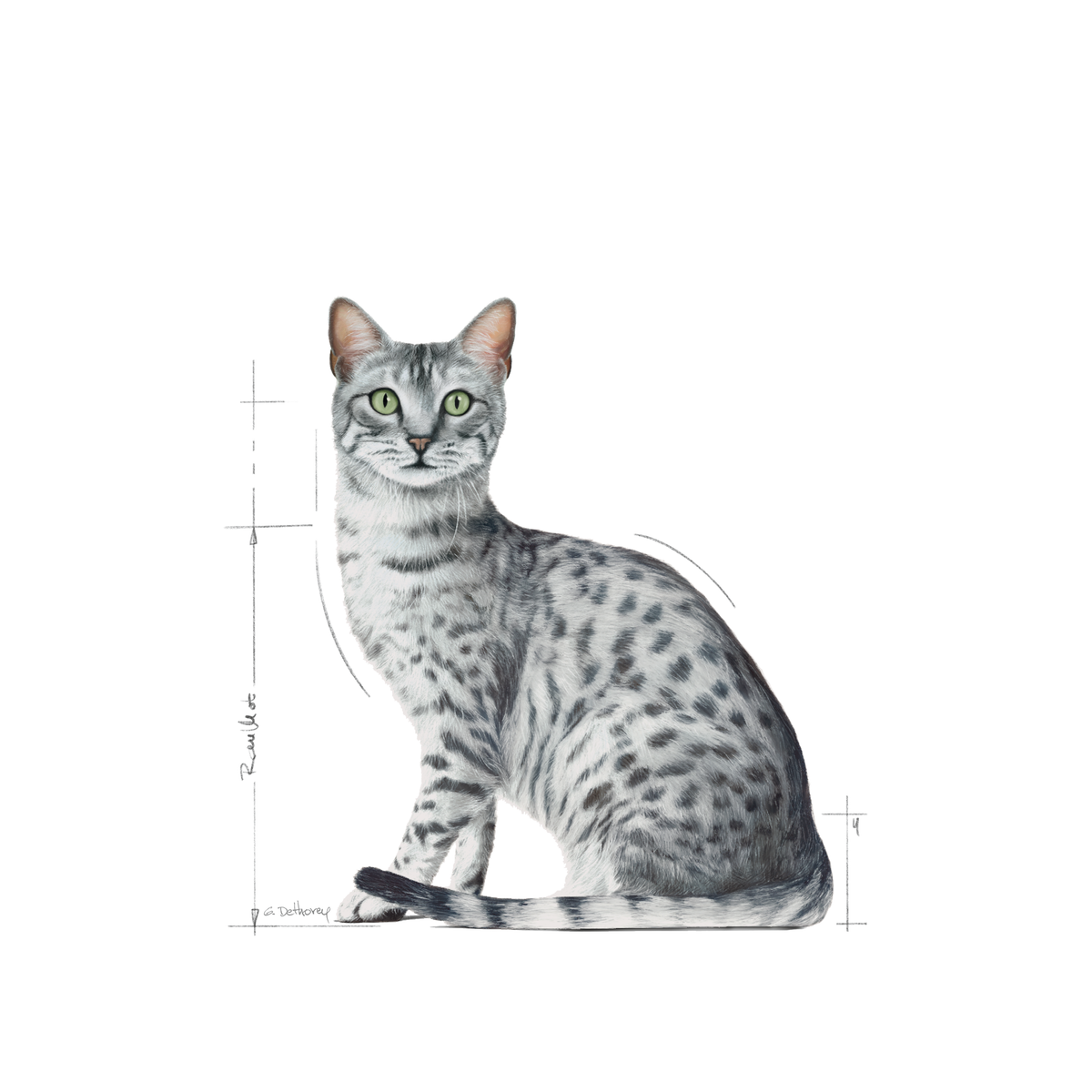 Royal Canin Indoor Sterilised Gravy kissalle 12 x 85 g