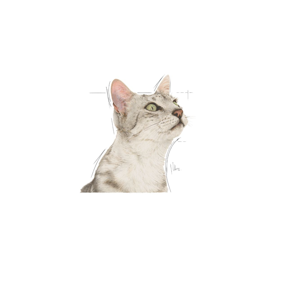 Royal Canin Sensory Smell Gravy kissalle 12 x 85 g