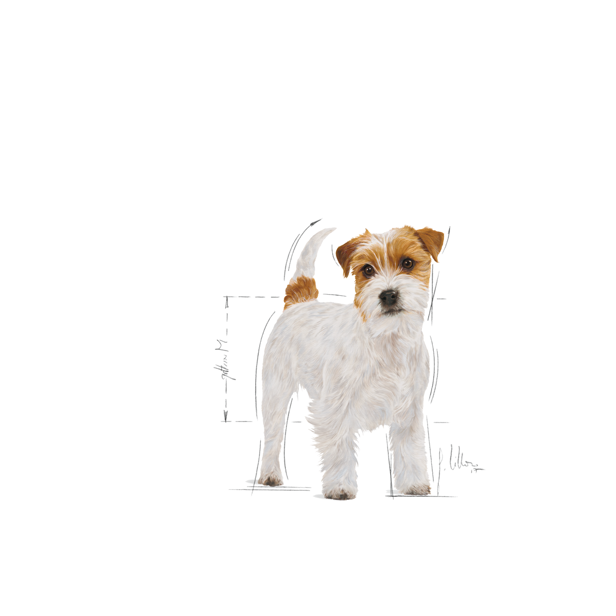 Royal Canin Jack Russell Adult koiralle