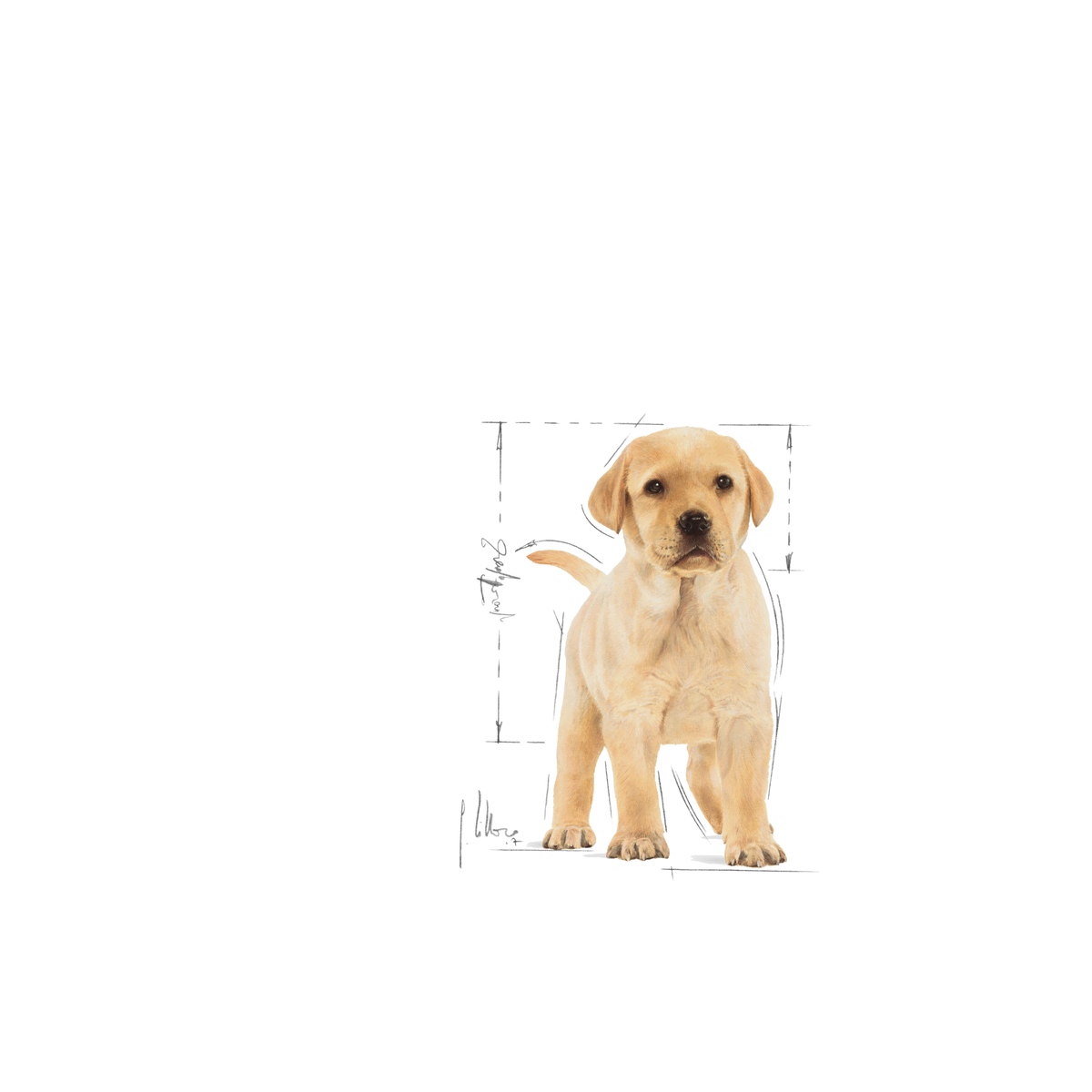 Royal Canin Labrador Retriever Puppy koiralle 12 kg