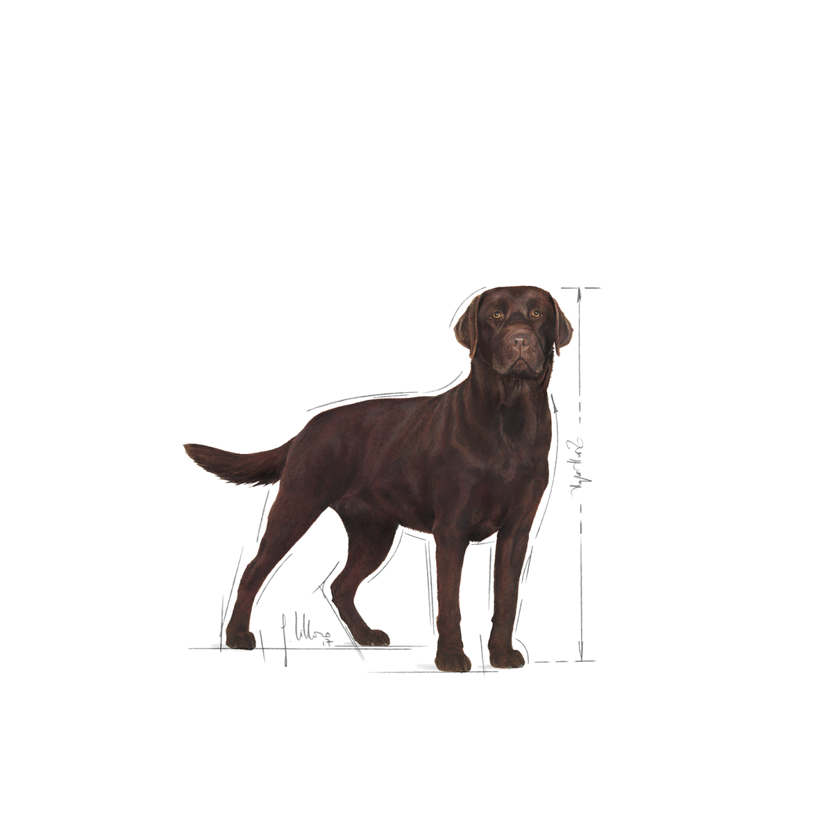 Royal Canin Labrador Retriever Sterilised koiralle 12 kg