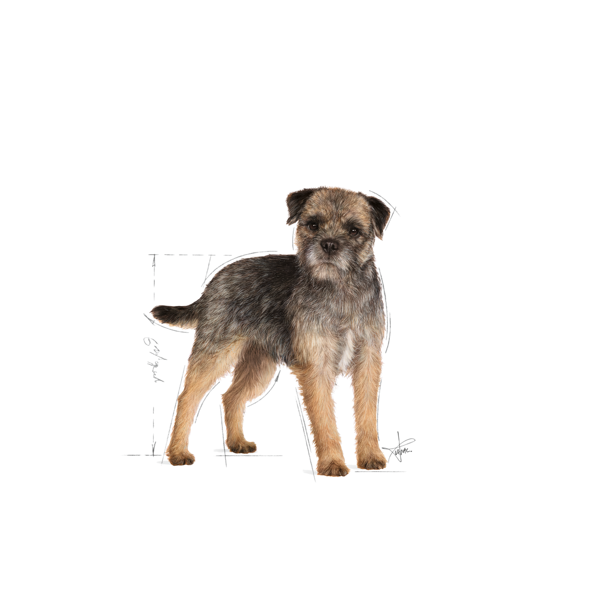 Royal Canin Sterilised Mini koiralle