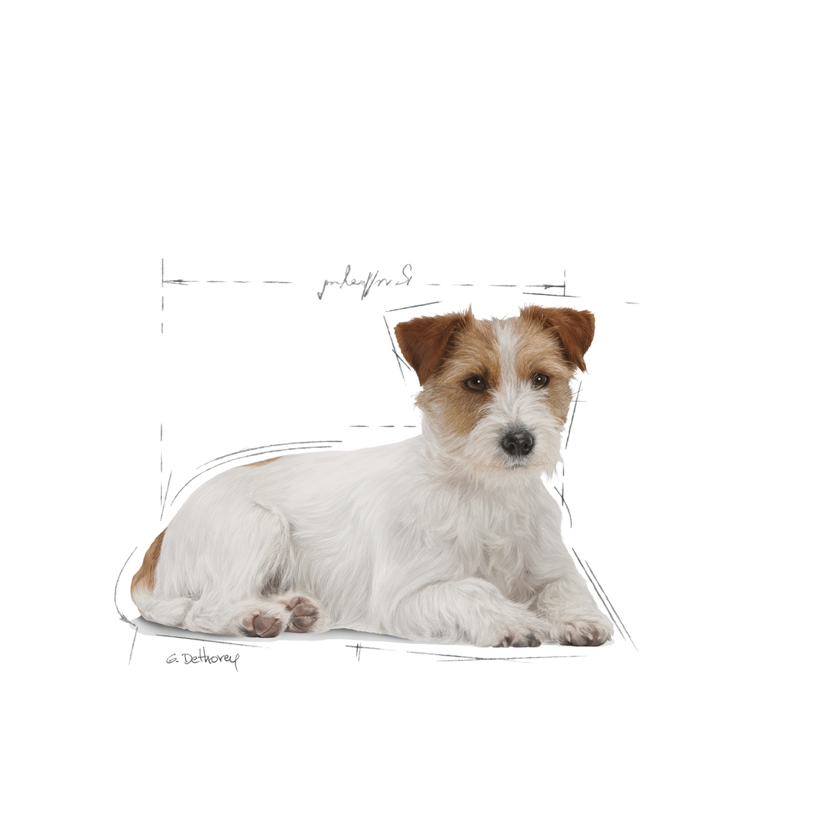 Royal Canin Mini Ageing 12+ koiralle 1,5 kg
