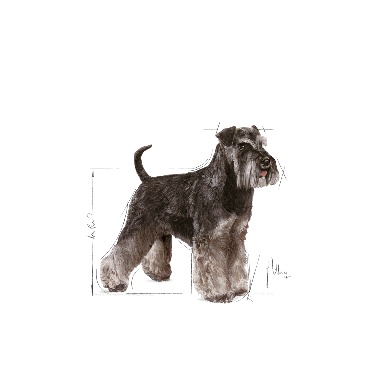 Royal Canin Miniature Schnauzer Adult koiralle