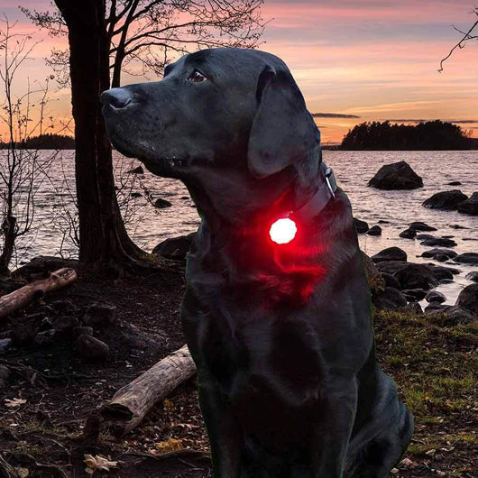 Orbiloc Dog Dual turvavalo